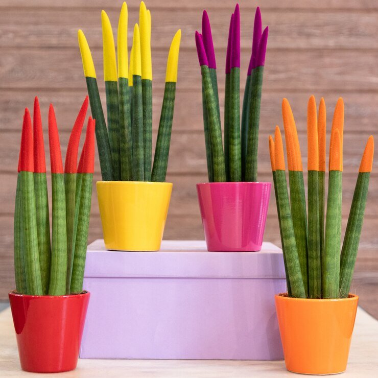 painted-sansevieria-cylindrica-straight-cylindrical-snake-plant-colorful-pots_267395-857