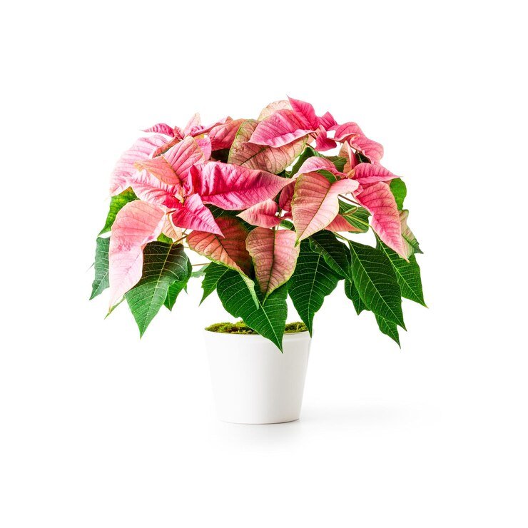 poinsettia-christmas-flower_501761-3421